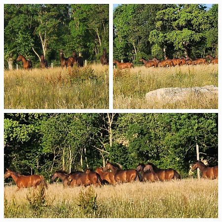 Les Naturelles Βίλα Saint-Aubin-de-Locquenay Εξωτερικό φωτογραφία